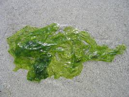Algues vertes en Bretagne - Wikimedia commons